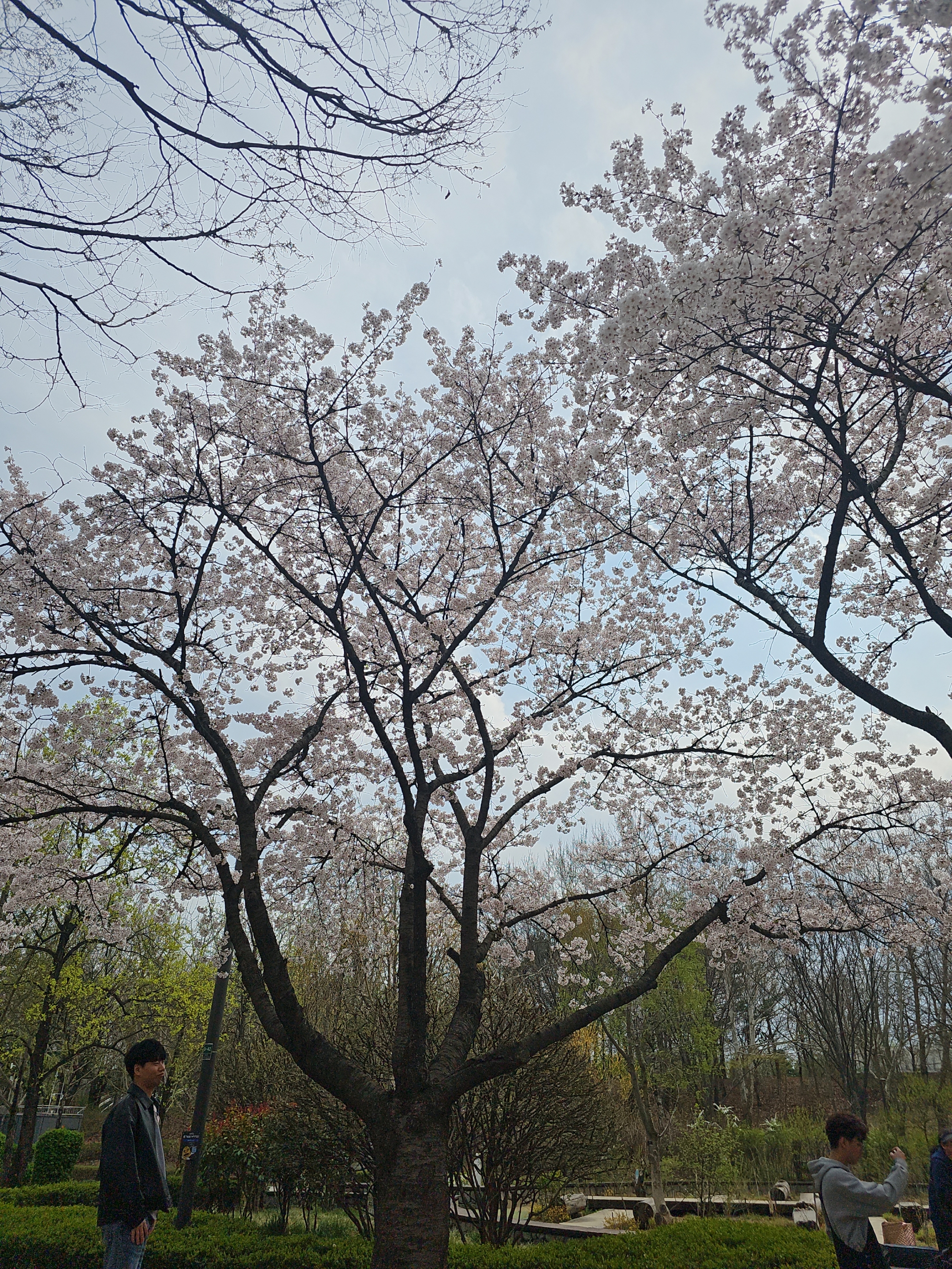 라벤더
